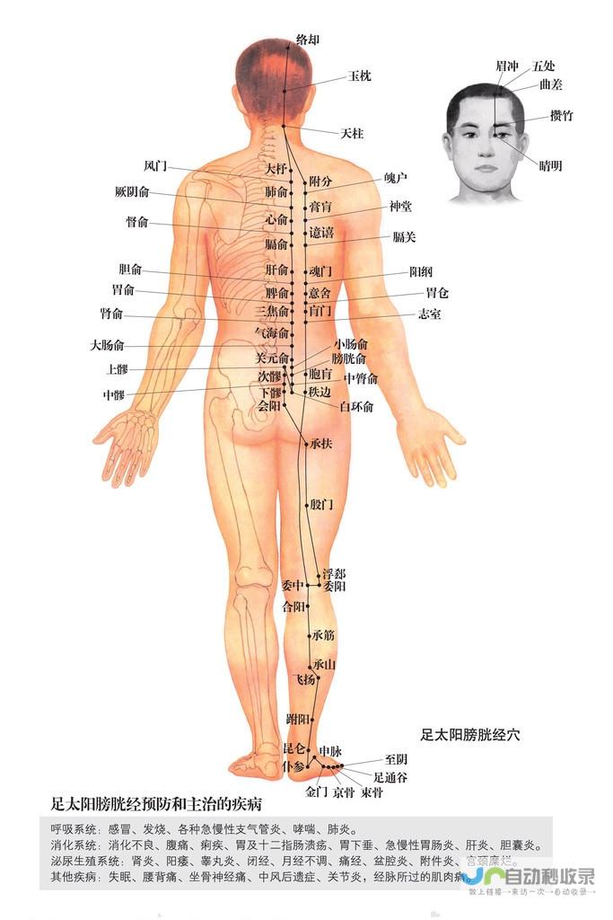 足太阳膀胱经穴位图_足太阳膀胱经_高斗养生网_经络穴位_针灸_艾灸_刮痧_推拿按摩