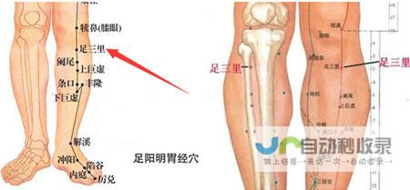 _足阳明胃经_高斗养生网_经络穴位_针灸_艾灸_刮痧_推拿按摩