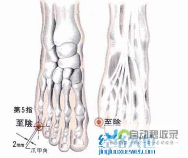 至阴穴_足太阳膀胱经_高斗养生网_经络穴位_针灸_艾灸_刮痧_推拿按摩