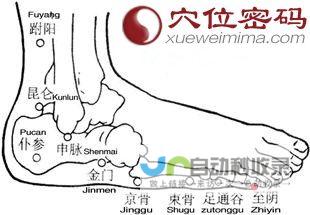 至阴穴_足太阳膀胱经_高斗养生网_经络穴位_针灸_艾灸_刮痧_推拿按摩