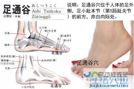 足通谷穴_足太阳膀胱经_高斗养生网_经络穴位_针灸_艾灸_刮痧_推拿按摩