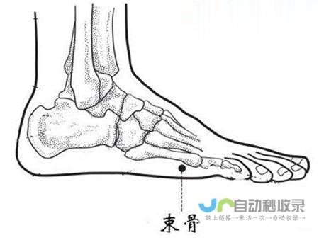 _足太阳膀胱经_高斗养生网_经络穴位_针灸_艾灸_刮痧_推拿按摩