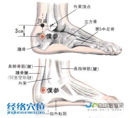 _足太阳膀胱经_高斗养生网_经络穴位_针灸_艾灸_刮痧_推拿按摩