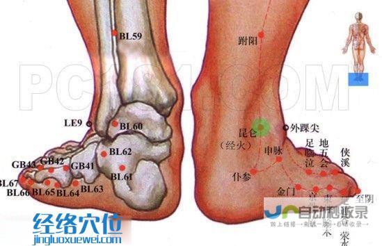 _足太阳膀胱经_高斗养生网_经络穴位_针灸_艾灸_刮痧_推拿按摩