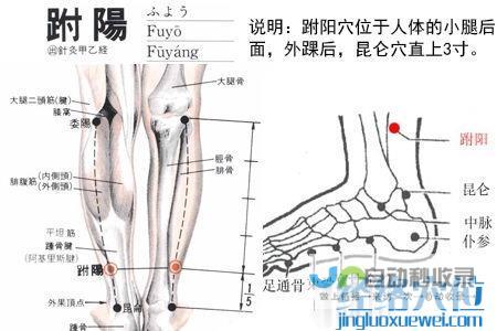 跗阳穴_足太阳膀胱经_高斗养生网_经络穴位_针灸_艾灸_刮痧_推拿按摩