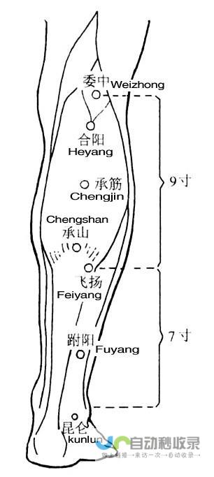 _足太阳膀胱经_高斗养生网_经络穴位_针灸_艾灸_刮痧_推拿按摩