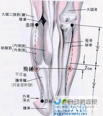 _足太阳膀胱经_高斗养生网_经络穴位_针灸_艾灸_刮痧_推拿按摩