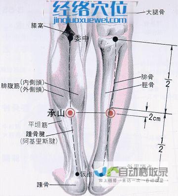 _足太阳膀胱经_高斗养生网_经络穴位_针灸_艾灸_刮痧_推拿按摩