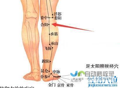 _足太阳膀胱经_高斗养生网_经络穴位_针灸_艾灸_刮痧_推拿按摩