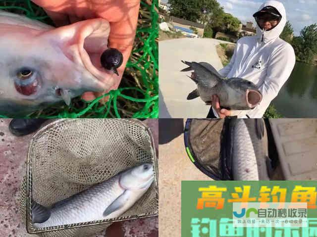 夏季天气闷热导致气压低青鱼开口差，分析和应对_四季钓鱼_高斗钓鱼