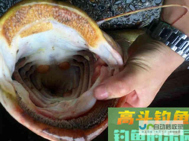 鲶鱼是否也适合路亚钓法？路亚鲶鱼掌握这4点很重要_对象鱼_高斗钓鱼